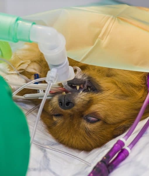 Anaesthesia - Australian College Of Veterinary Nursing