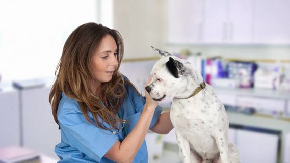 vet nursing