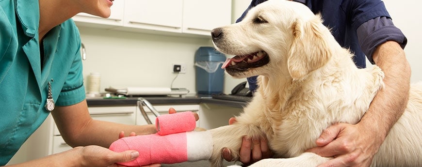 Diploma of Veterinary Nursing