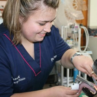 Veterinary Nursing