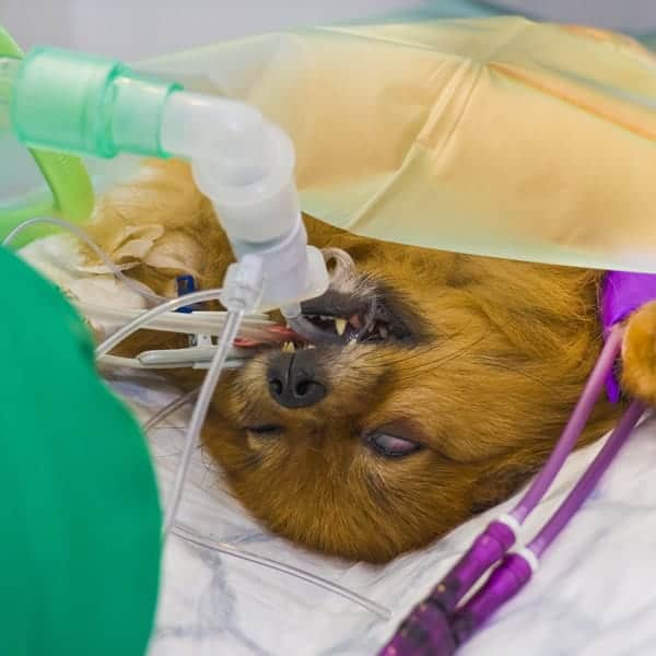 Anaesthesia & Surgical Analgesia - Australian College of Veterinary Nursing