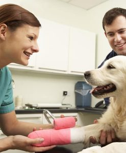 Wound Management for Veterinary Nurses