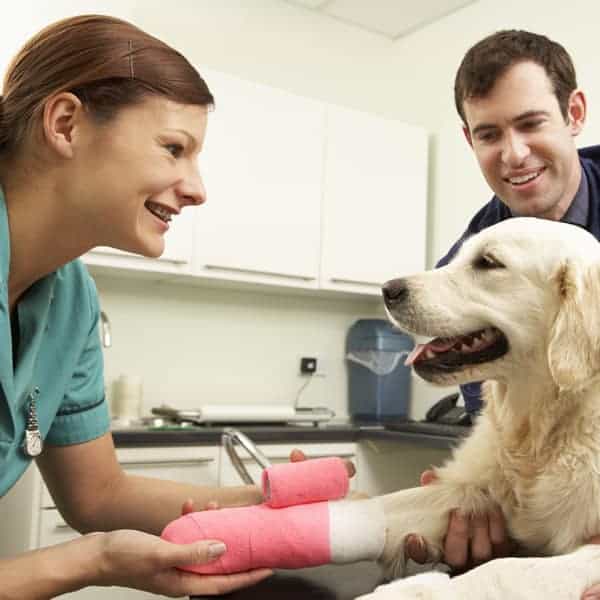 Wound Management for Veterinary Nurses