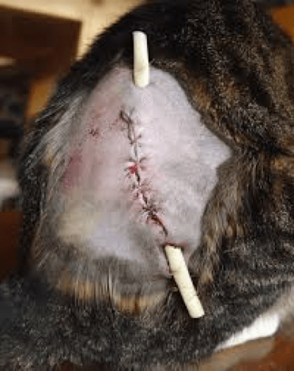 wounds vet nursing