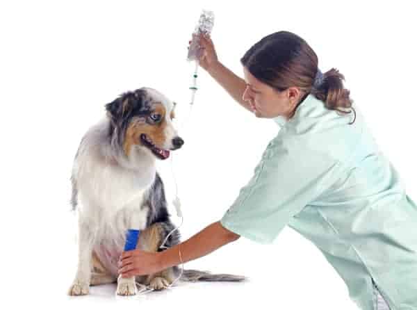 What Is Fluid Therapy For Dogs