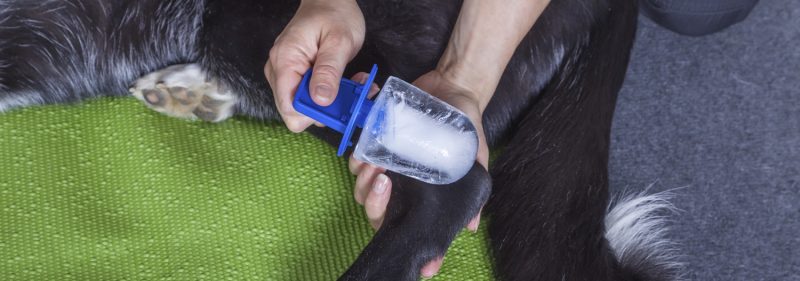 Cryotherapy for Veterinary Nurses