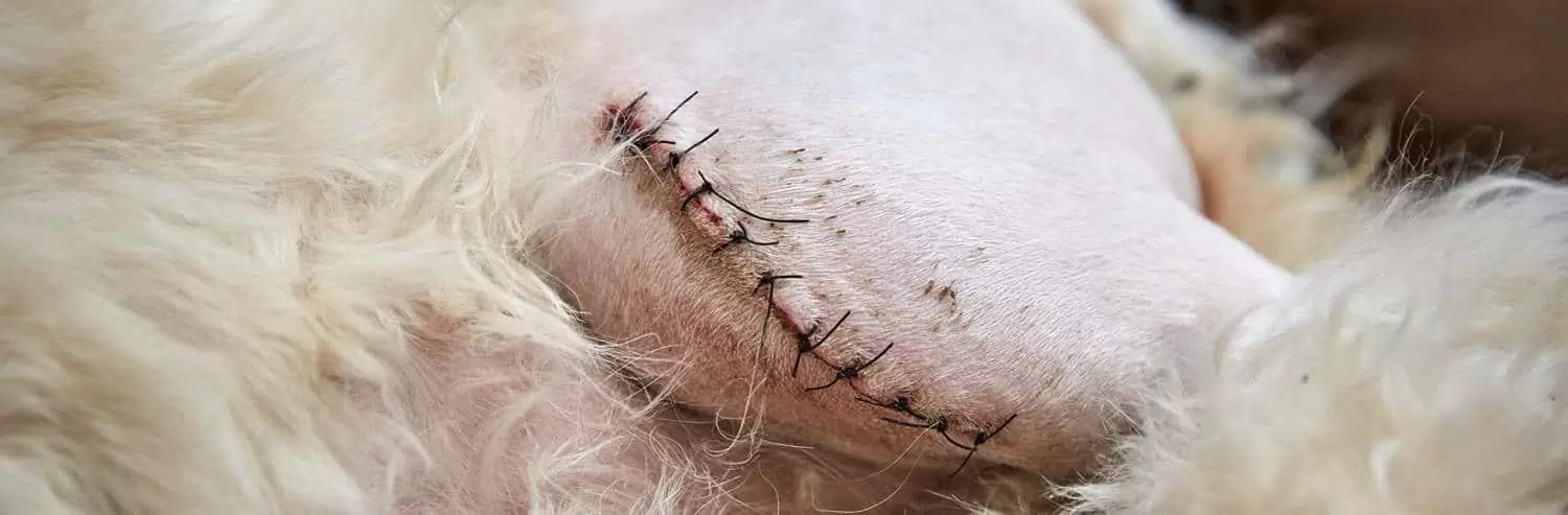 Wound Management Veterinary Nursing
