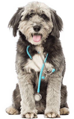 Veterinary Nursing Specialists - Aust College of ...