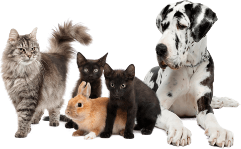 A group of pets: 3 cats, a rabbit and a great dane