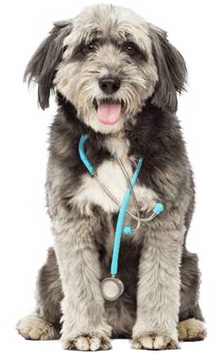 Dog with stethoscope around his neck