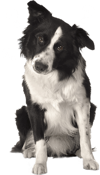 border collie wondering which course to take