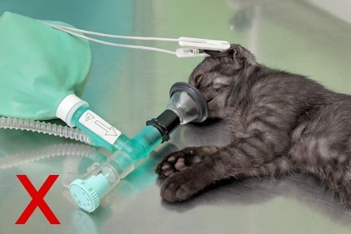 Patient Warming in Anaesthesia - Australian College of Veterinary Nursing