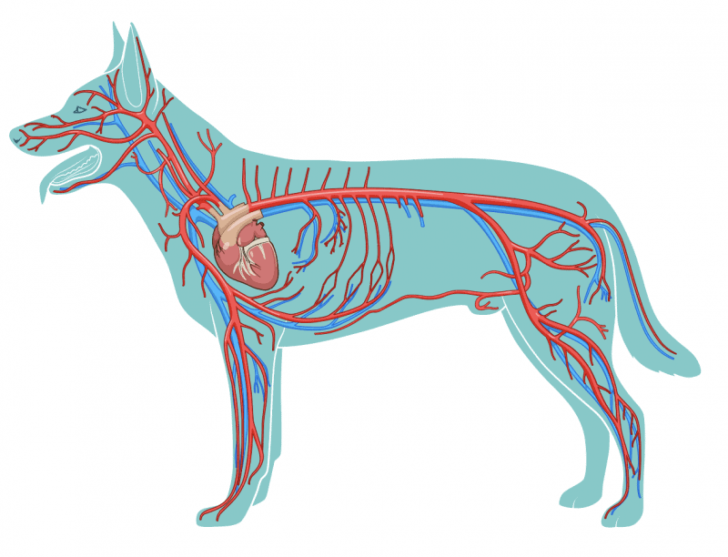 Placing IV Catheters Hints, Tips and Avoiding Common Mistakes for Vet