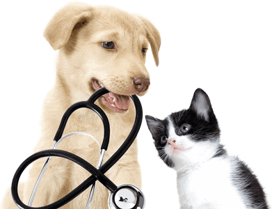 Certificate II in Animal Studies (Veterinary Assisting)