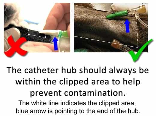 how long can an iv catheter stay in a dog