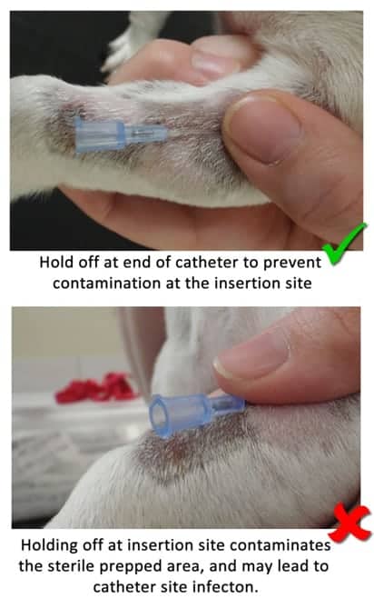 how long can an iv catheter stay in a dog