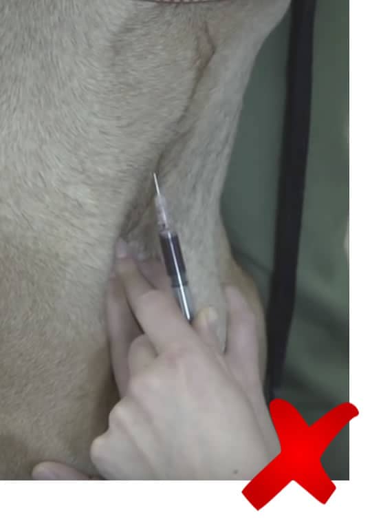 which vein is not frequently used during venipuncture on a dog