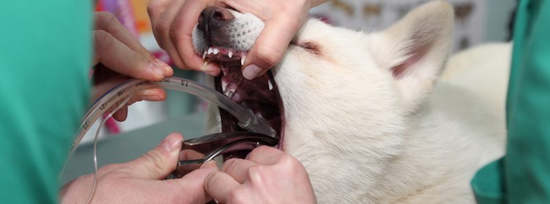 veterinary intubation ET