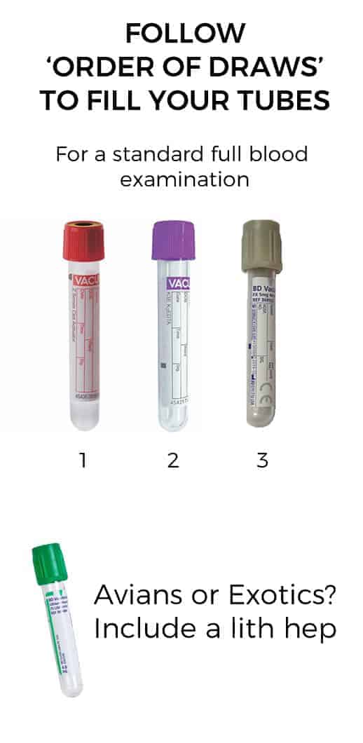 Draw Blood From Femoral Vein in Dog Cherry Mortas