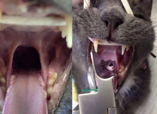 Endotracheal Intubation - Yes, Veterinary Nurses can learn it too ...