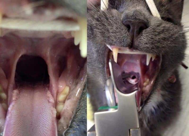 Endotracheal Intubation Yes, Veterinary Nurses can learn it too Australian College of