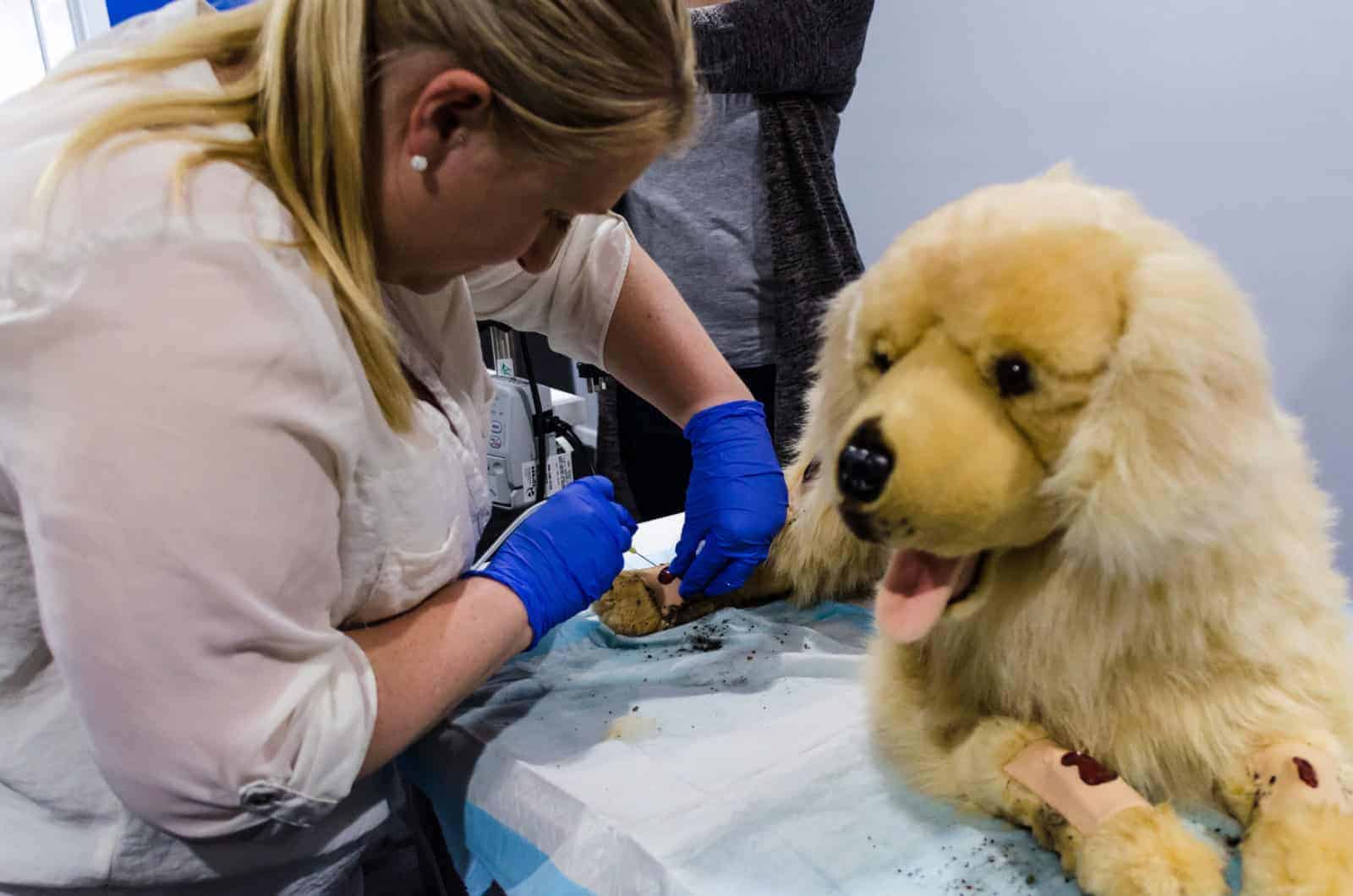 Wound Care & Management QLD Australian College of Veterinary