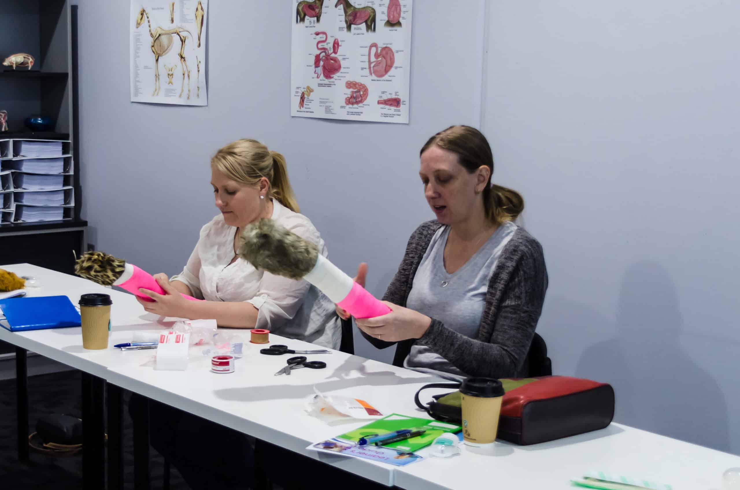 Wound Care & Management Workshop QLD | Australian College of Veterinary