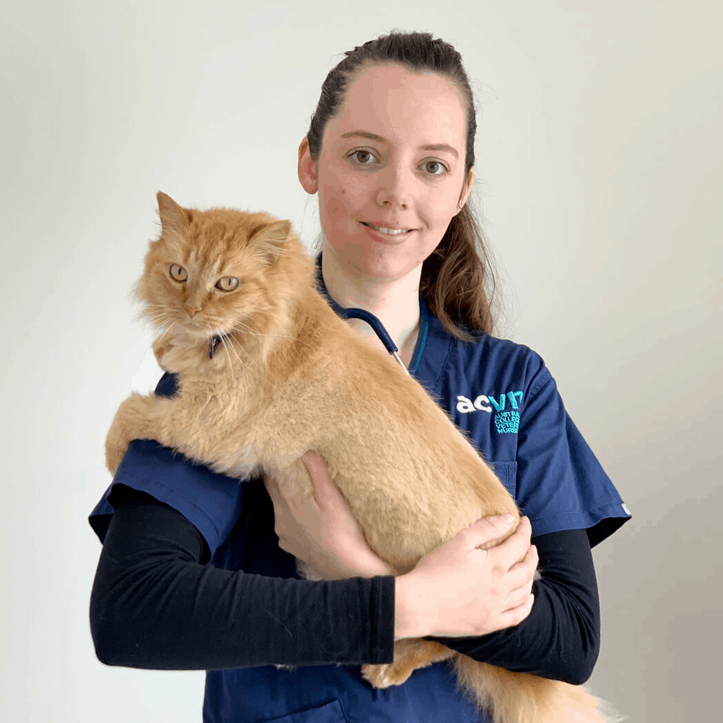 ACVN Student Named as VNCA's Student Vet Nurse of the Year 2020 -  Australian College of Veterinary Nursing