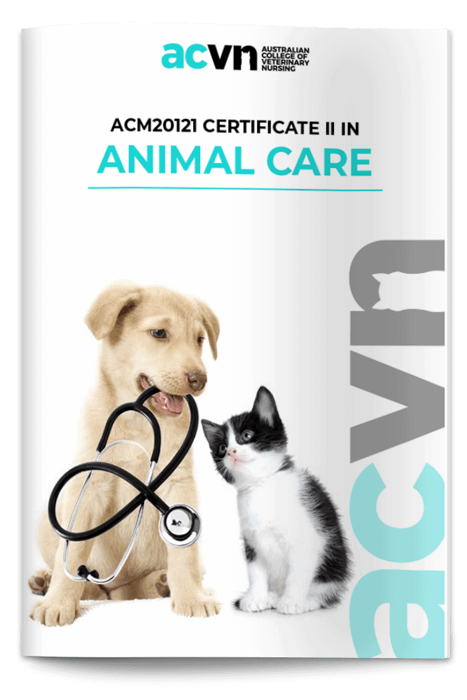 Certificate II in Animal Studies (Veterinary Assisting)