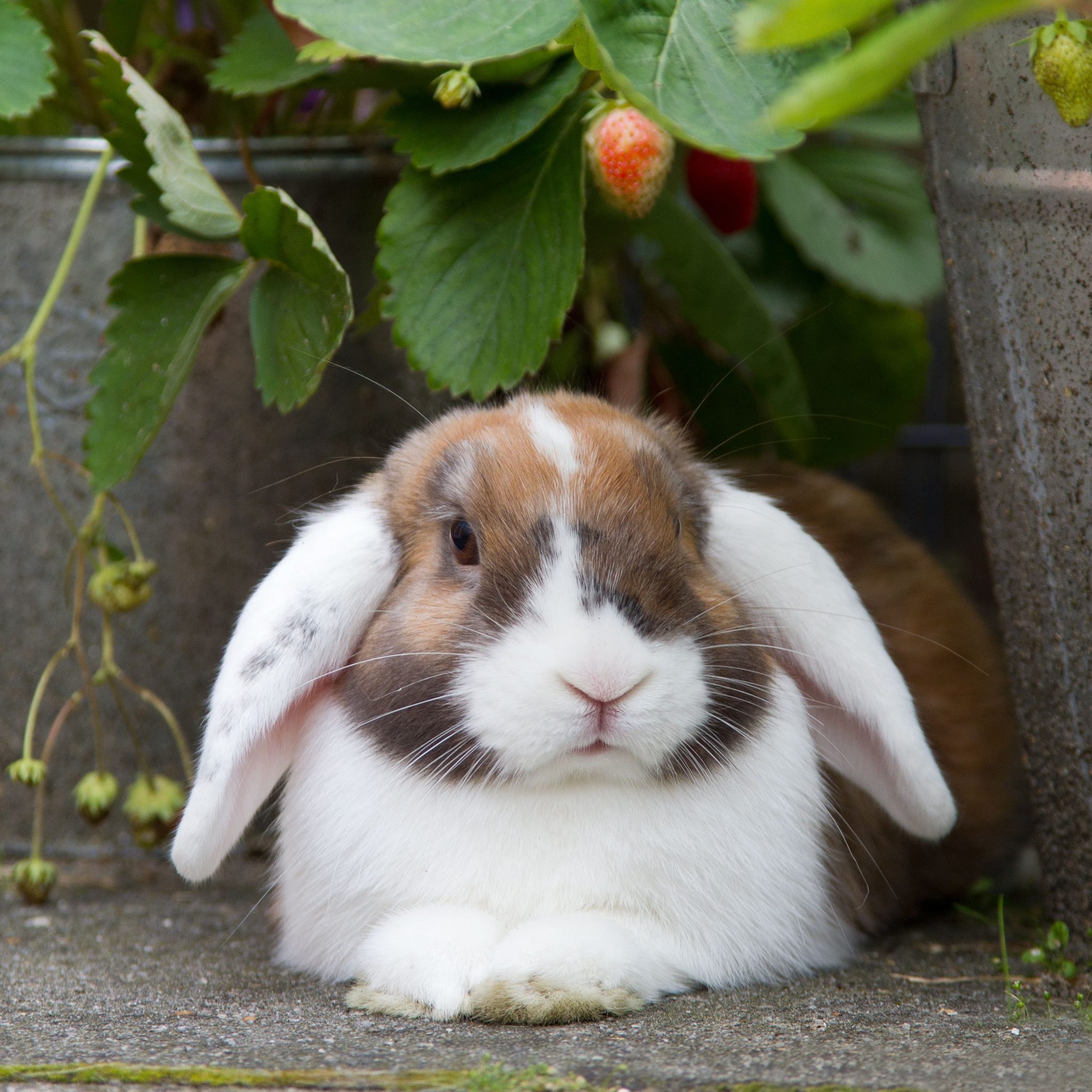 Nursing Rabbits & Rodents Australian College of Veterinary Nursing