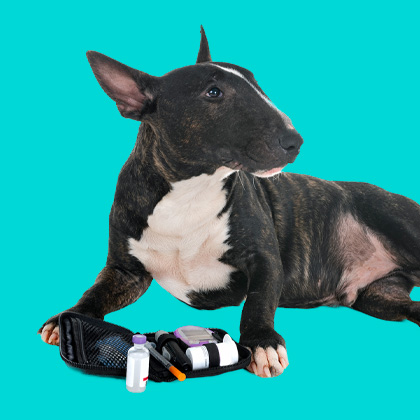 Diabetes Australian College of Veterinary Nursing