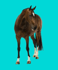 Equine Colic - What's the Story?