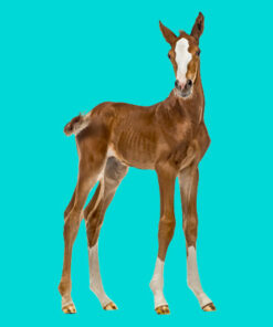 Neonatal Care - Is Your Team Ready for Foaling Season?