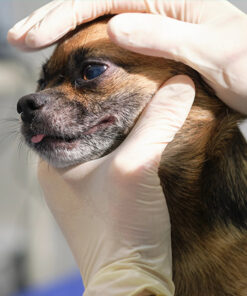 The Nursing Care & Management of Canine Lymphoma