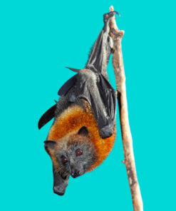 One Health Initiative – Combatting Rabies and Understanding Australian Bat Lyssavirus