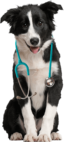 Australian College of Veterinary Nursing student with a stethoscope and a puppy.