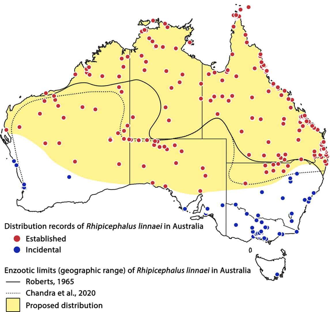 Rhipicephalus linnai tick distribution map in Australia highlighting established and incidental area.