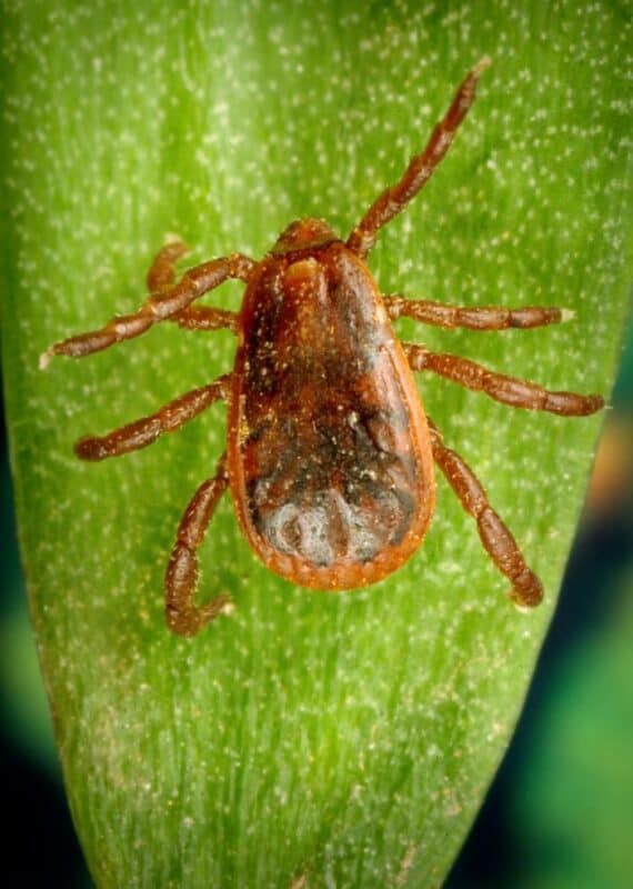 Close-up of a tick on a green leaf, highlighting vector-borne disease in dogs in Australia.
