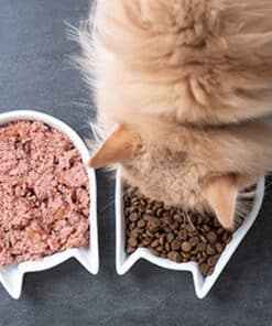 High-quality cat food and supplements in dedicated bowls for optimal dietary planning and nutrition.