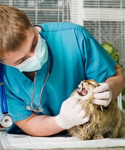 Veterinary nurse performing physical examination on a cat in a clinical setting.