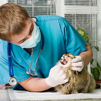 Veterinary nurse performing physical examination on a cat in a clinical setting.