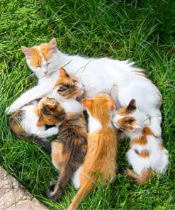 Mother cat nursing her four kittens outdoors on green grass.