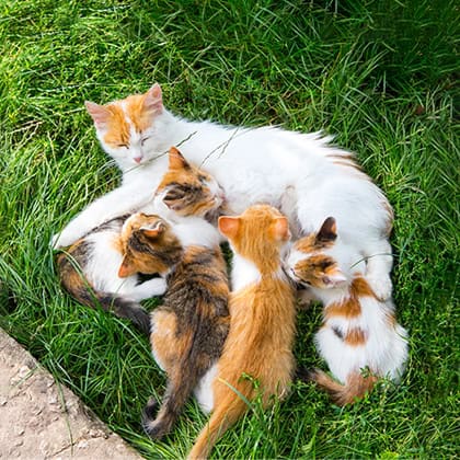Mother cat nursing her four kittens outdoors on green grass.