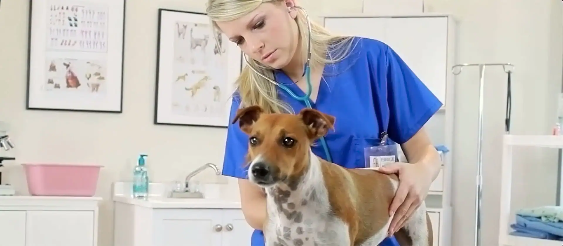 Vet nurse caring for a dog in a clinical setting, demonstrating professional veterinary nursing skil.