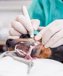 Pearly Whites - Dental Exams and Charting