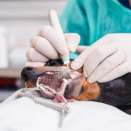 Pearly Whites - Dental Exams and Charting