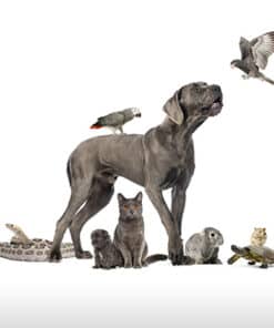 Which Eats What? Feeding Styles and Classifications