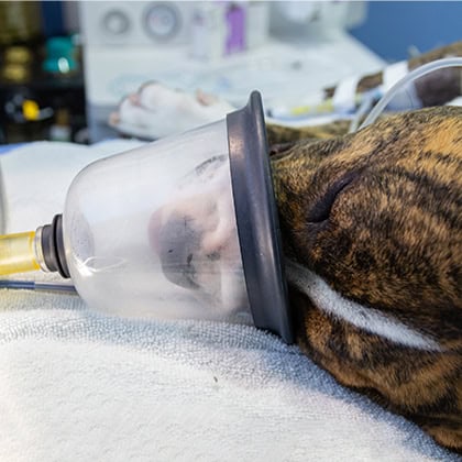 Every Breath You Take - Introduction to Setting Up for Anaesthesia
