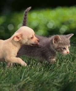 Living a Good Life - Supporting Animal Welfare