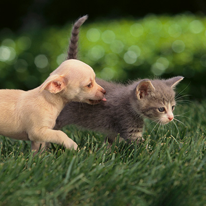 Living a Good Life - Supporting Animal Welfare